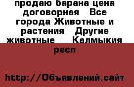 продаю барана цена договорная - Все города Животные и растения » Другие животные   . Калмыкия респ.